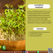 ผงหญ้าชนิต - Alfalfa Extract