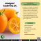 น้ำมันหอมระเหยจากคัมควอต-KUMQUAT  ESSENTIAL OIL