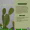 Cactus Extract - สารสกัดจากกระบองเพชร