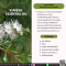 น้ำมันหอมระเหยจากคุนเซีย-Kunzea  Essential Oil