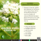 น้ำมันหอมระเหยจากมาร์จอแรม-MARJORAM SPANISH ESSENTIAL OIL