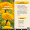 น้ำมันหอมระเหยจากทาเกเตส-TAGETES  ESSENTIAL OIL