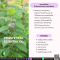 น้ำมันหอมระเหยจากเพนนีรอยัล-PENNYROYAL ESSENTIAL OIL