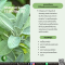 น้ำมันหอมระเหยจากเสจสเปน-SPANISH SAGE ESSENTIAL OIL