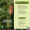 น้ำมันหอมระเหยจากไซบิเรียเฟอร์-SIBERIAN FIR ESSENTIAL OIL