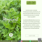 สารสกัดจาก จิงจูฉ่าย - Mugwort Extract