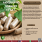 สารสกัดฟ้าทะลายโจร - Andrographis Paniculata Extract / Fa Ta Lai Chone