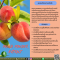 สารสกัดพีช  - Peach Powder extract