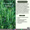 Rosemary Extract - สารสกัดโรสแมรี่