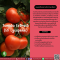 Tomato Extract (5% Lycopene) - สารสกัดจากมะเขือเทศ