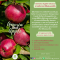 สารสกัดจากราชินีแห่งแอปเปิ้ล - Annurca Apple Extract