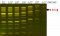 FluoroDye™ DNA Fluorescent Loading Dye (Green, 6X), 1 ml