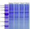 SDS-PAGE Protein Sample Loading Buffer (5X)
