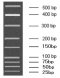 25-500bp Low Range DNA Marker A, Ready-to-use