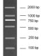 100-2000bp DNA Marker, Ready-to-use , 50 loading (6 DNA fragments: 100, 250, 500, 750, 1000, 2000bp )