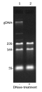 EMBER500™ RNA Prestain Loading Dye, 250 ul