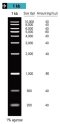 1 kb DNA Ladder Marker,100μg/ml,0.5ml
