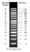 50 bp DNA Ladder