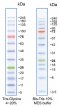BLUEstain™ 2 Protein ladder, 5-245 kDa
