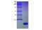 CXCL1, Murine