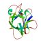 IL36B (IL-36 beta), Murine (183 a.a.)