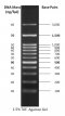 100 bp PLUS™ DNA Ladder, 500 ul