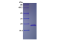 Acidic FGF (FGF1), Human