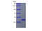 Basic FGF (FGF2), Human