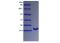 CSF3 (G-CSF), Human