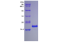 IL1A (IL-1 alpha), Murine