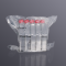 Cell culture flask, TC-treated, vent cap