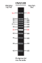 ExcelBand™ 100 bp DNA Ladder, 500 μl  (Buy 5 get 1 free, buy 10 get 3 free)