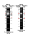 AccuBand™ 100 bp+3K DNA Ladder II, 500 μl