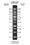 ExcelBand™ 1KB (0.25-10 kb) DNA Ladder, 500 μl