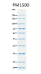 ExcelBand™ All Blue Regular Range Protein Marker (9-180 kDa), 250 μl x 2