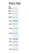 ExcelBand™ All Blue Broad Range Protein Marker (9-240 kDa), 250 μl x 2