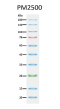 ExcelBand™ 3-color Regular Range Protein Marker (9-180 kDa), 250 μl x 2