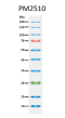 ExcelBand™ Enhanced 3-color Regular Range Protein Marker (9-180 kDa), 250 μl x 2