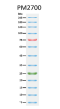 ExcelBand™ 3-color Broad Range Protein Marker (3.5-245 kDa), 250 μl x 2