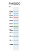 ExcelBand™ 3-color Pre-stained Protein Ladder, Regular Range (9-180 kDa), 250 μl x 2