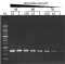 ExcelTaq™ Taq DNA Polymerase, 5 U/μl, 500 U (Buy 10 get 2 free)