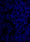 Hoechst 33342 Staining Solution (Ready-to-use), 10 mL