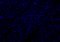 Hoechst 33342 Staining Solution (Ready-to-use), 10 mL