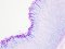 AB-PAS Stain (for Glucide staining)