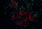iF488-Tyramide, 50 μL (for Fluorescent TSA)