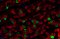 iF488-Tyramide, 50 μL (for Fluorescent TSA)