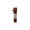 IF488-Phalloidin, 100 T