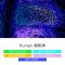 TSAPLus Fluorescent 4-color 5-plex Staining Kit, 50T