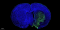 Fluorescein (FITC) Tunel Cell Apoptosis Detection Kit