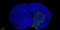 CF488 Tunel Cell Apoptosis Detection Kit